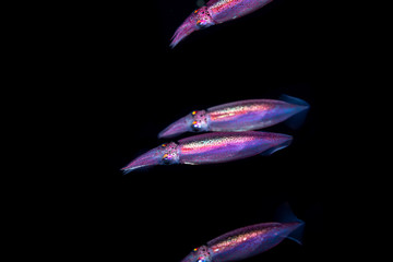 Neon flying squid, sometimes called the red flying squid, akaika, and red squid, Ommastrephes...
