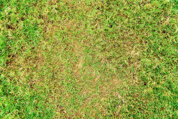 Pests and disease cause amount of damage to green lawns, lawn in bad condition and need maintaining.