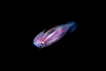 Neon flying squid, sometimes called the red flying squid, akaika, and red squid, Ommastrephes bartramii