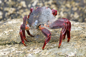 rote_Klippenkrabbe