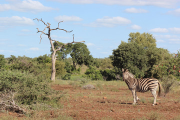 Obraz premium Steppenzebra / Burchell's zebra / Equus burchellii