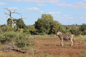 Fototapeta premium Steppenzebra / Burchell's zebra / Equus burchellii