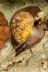 Tonna cepa sea snails