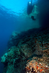 Fototapeta na wymiar Underwater Cliff Croatia with diver