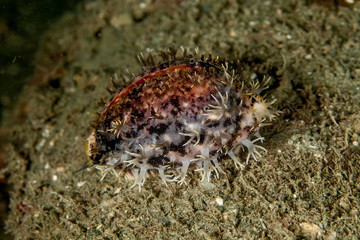 Cypraeidae cowry sea snails