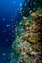 Fototapeta na wymiar Underwater Cliff with fish