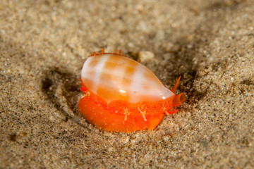 Cypraeidae cowry sea snails