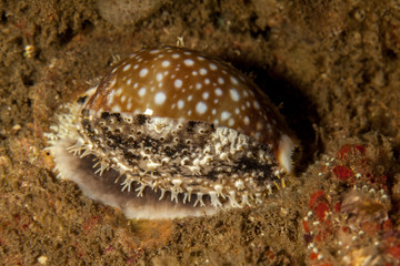 Cypraeidae cowry sea snails