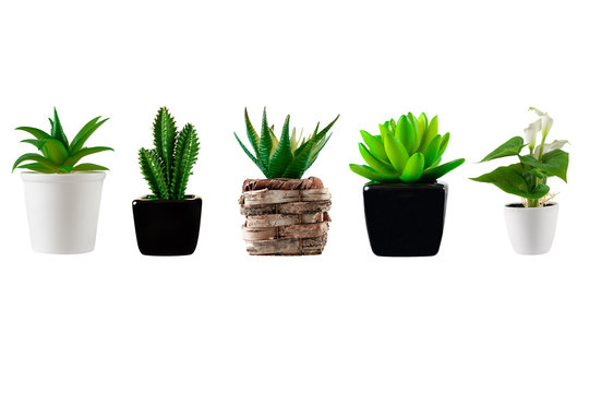 Collection of various decorated plant  in different pots isolated on a white