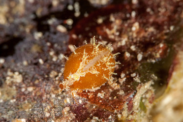 Cypraeidae cowry sea snails
