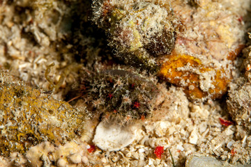 Muricoidea Olividae sea snails
