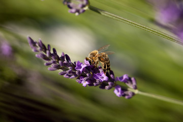 A honey bee (or honeybee) on lavender, Apis