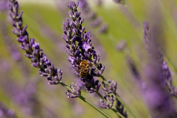 A honey bee (or honeybee) on lavender, Apis
