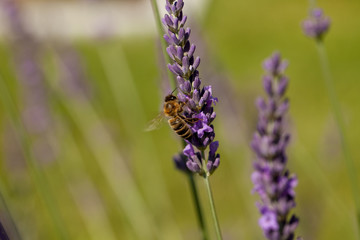 A honey bee (or honeybee) on lavender, Apis