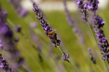 A honey bee (or honeybee) on lavender, Apis