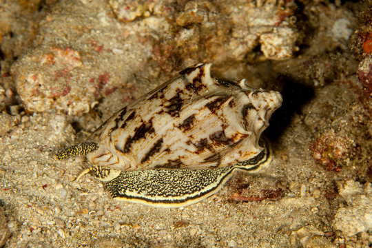 Cymbiola vespertilio sea snails