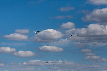 Flight of seagulls over the river