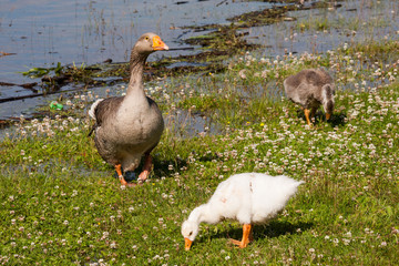 Goose with Chicks