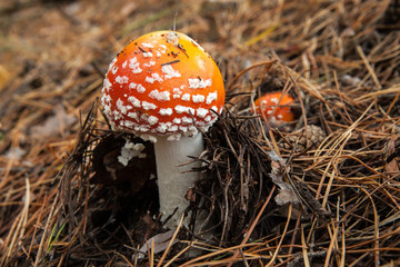 The mushrooms of autumn