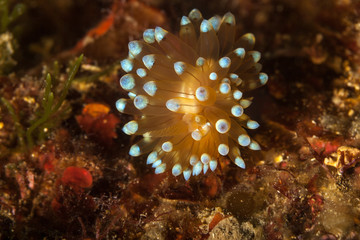 Nudibranch, Janolus cristatus, crested aeolis