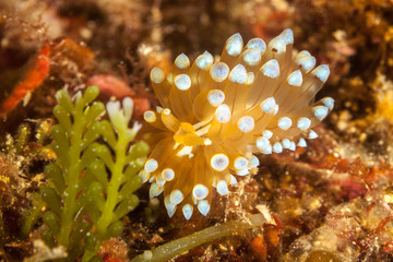 Nudibranch, Janolus cristatus, crested aeolis