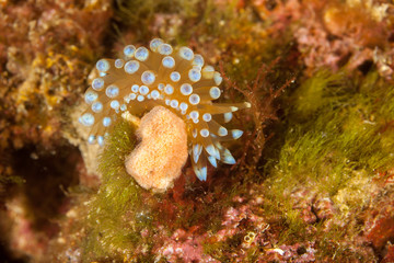Nudibranch, Janolus cristatus, crested aeolis