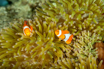 The ocellaris clownfish (Amphiprion ocellaris), also known as the false percula clownfish or common clownfish