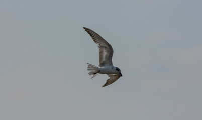 Sea Gull flying through the sky