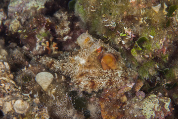 Fototapeta na wymiar The octopus, eight-armed mollusc of the order Octopoda