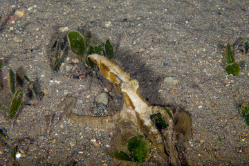 The octopus, eight-armed mollusc of the order Octopoda