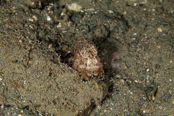 Amphioctopus marginatus, also known as the coconut octopus