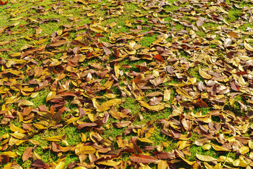Dry leaf, Many dry leaves fall on the grass of the lawn.