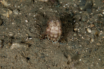 Amphioctopus marginatus, also known as the coconut octopus