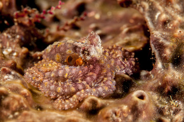 Fototapeta na wymiar Mosaic Octopus - Abdopus abaculus