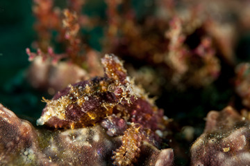 Fototapeta na wymiar Mosaic Octopus - Abdopus abaculus