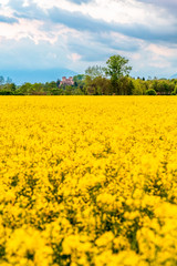 Obraz premium Yellow fields of rape on the hills of Friuli. Cassacco and its castle