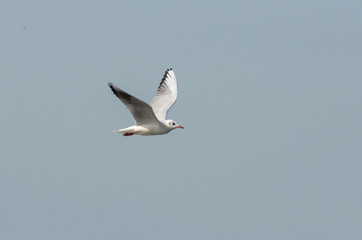 Sea Gull flying through the sky