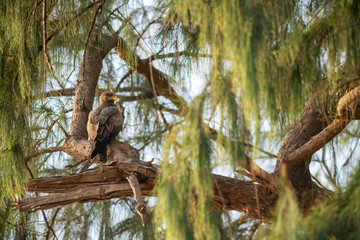 Black Kite - Milvus migrans, beautiful large bird of prey largely worlwide distributed, La Somone, Senegal.