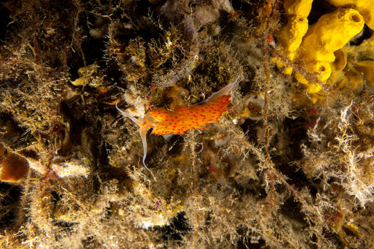 Orange Aeolid Nudibranch