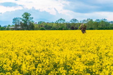 Obraz premium Yellow fields of rape on the hills of Friuli. Cassacco and its castle