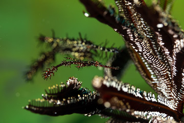 ornate ghost pipefish or harlequin ghost pipefish, Solenostomus paradoxus, is a false pipefish of the family Solenostomidae