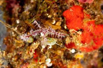 ornate ghost pipefish or harlequin ghost pipefish, Solenostomus paradoxus, is a false pipefish of the family Solenostomidae