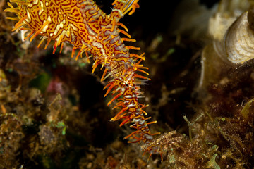 ornate ghost pipefish or harlequin ghost pipefish, Solenostomus paradoxus, is a false pipefish of the family Solenostomidae