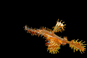 ornate ghost pipefish or harlequin ghost pipefish, Solenostomus paradoxus, is a false pipefish of the family Solenostomidae