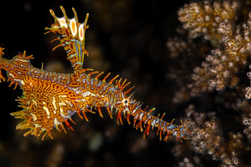 ornate ghost pipefish or harlequin ghost pipefish, Solenostomus paradoxus, is a false pipefish of the family Solenostomidae