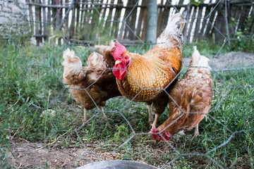 Rooster and Chickens. Free Range Cock and Hens