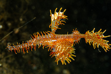 ornate ghost pipefish or harlequin ghost pipefish, Solenostomus paradoxus, is a false pipefish of the family Solenostomidae