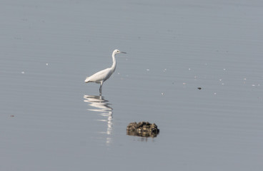 little egret in water