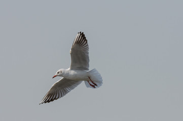 Sea Gull flying through the sky