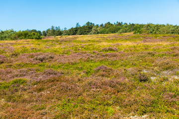 Heidelandschaft im Hochsommer mit blauen Himmel